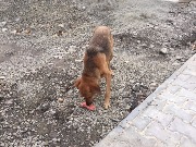 00015-17-IMG_5227.jpg
